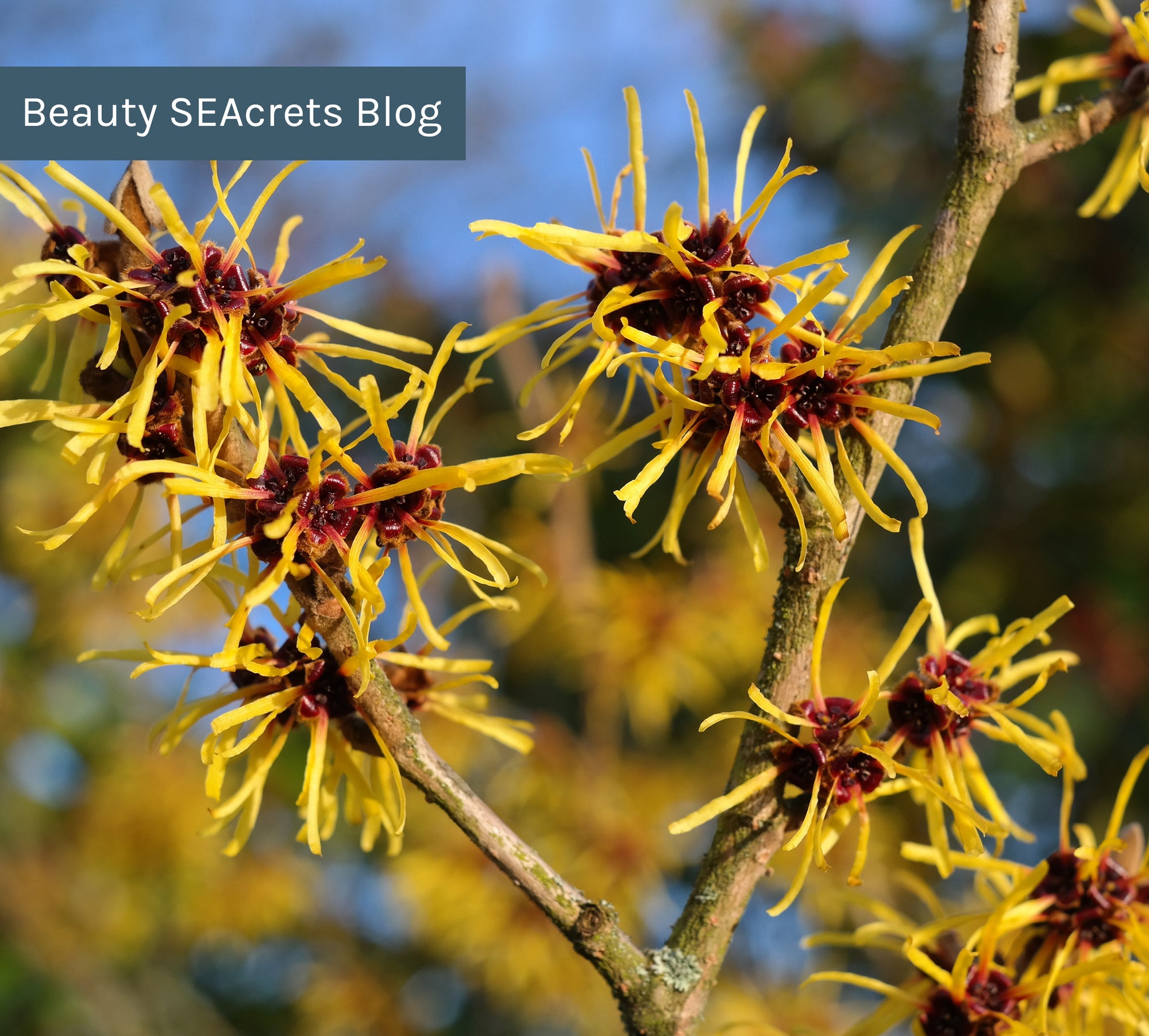 What Does Witch Hazel Do for Your Skin?
