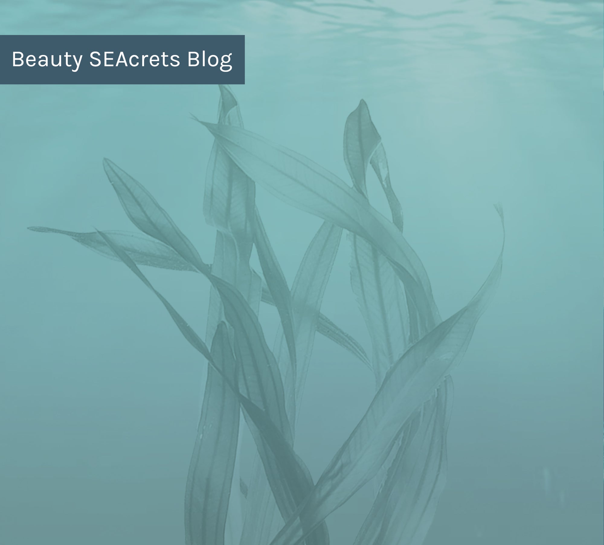 10 Reasons Why Seaweed is the Best Ingredient on Earth