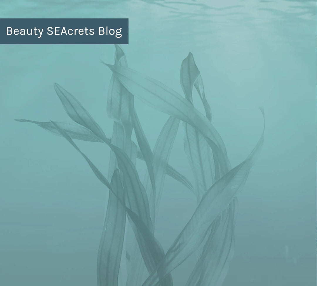 10 Reasons Why Seaweed is the Best Ingredient on Earth Repêchage®