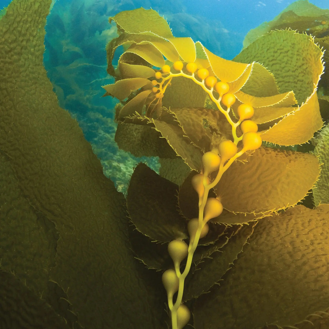 Celebrating Ocean's Natural Beauty Secret: Seaweed. Plus, How Repêchage Harnesses This Powerful Ingredient Repêchage®