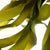 Laminaria Digitata seaweed, the potent, pure filtrate that is the core ingredient in Repêchage products 